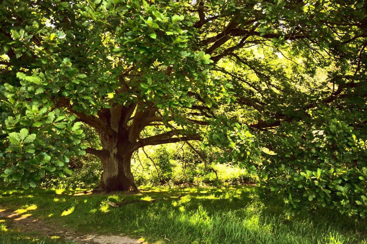 Широколиственные леса Дубрава
