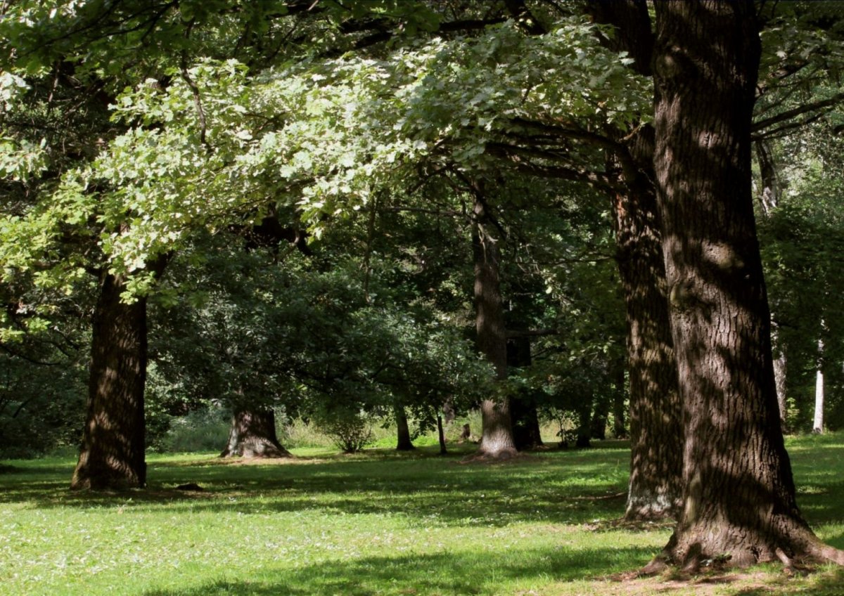 Парк Абрамцево дуб