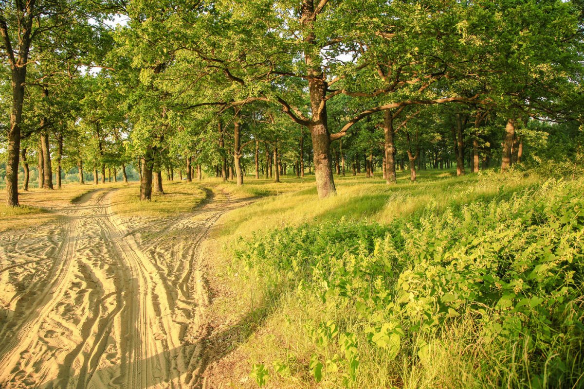 Теллермановский лес Борисоглебск