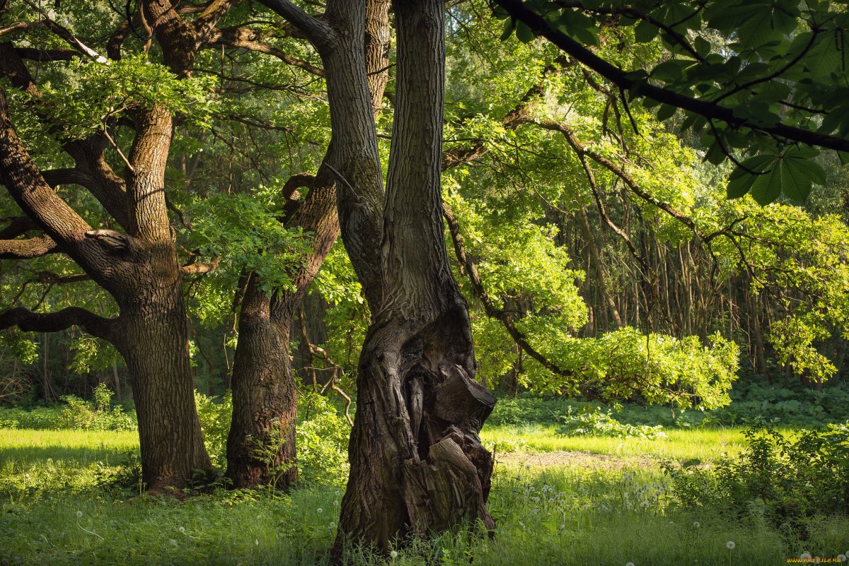 Дуб черешчатый Дубрава