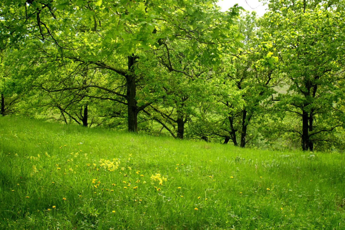 Лес Дубрава Саратовская область