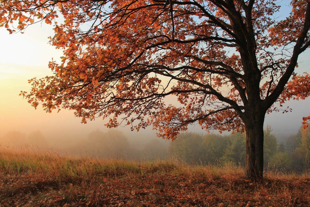 Дубрава лес осенью