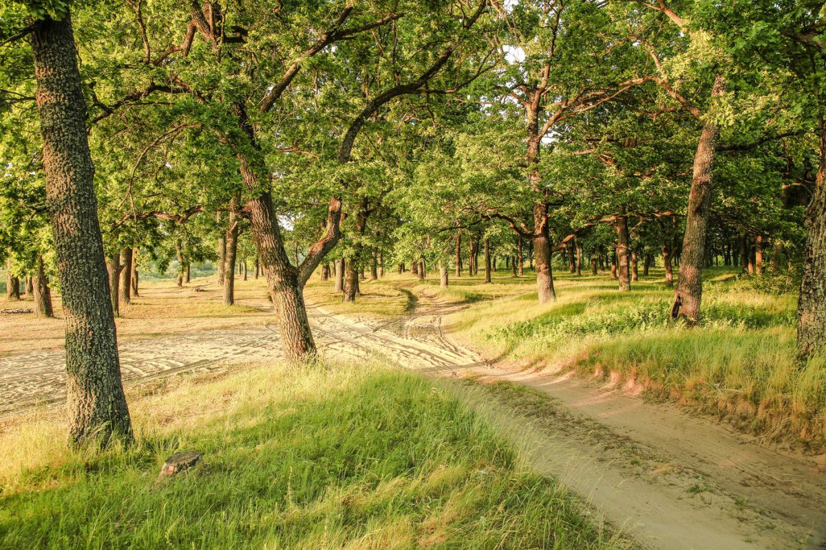 Дубовая роща Таганрог