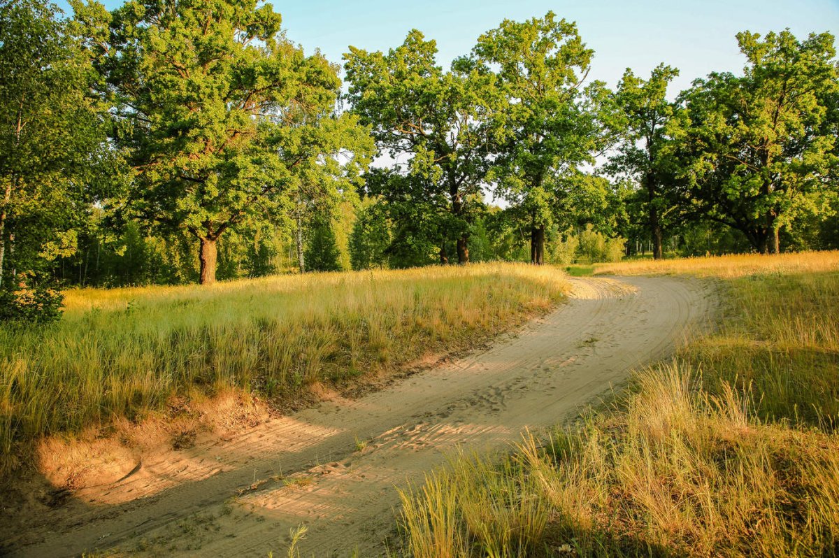 Дубовая роща Дагестан