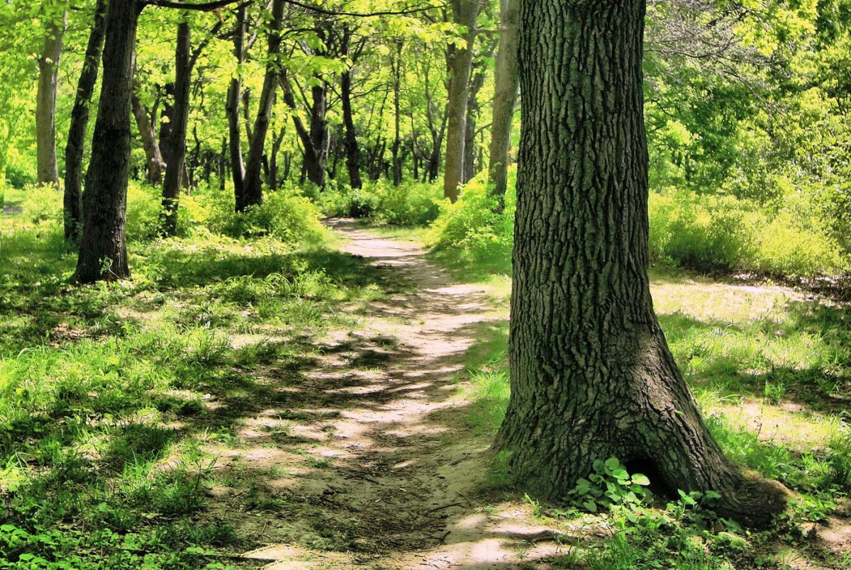 Пойменная Дубрава