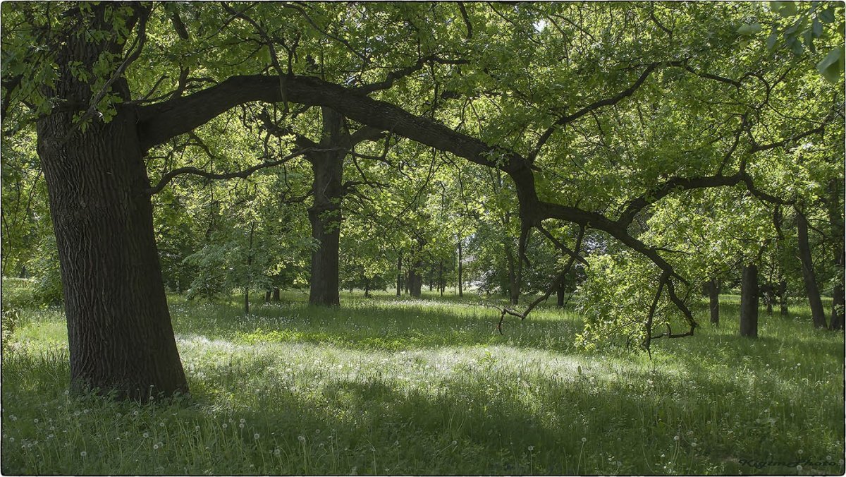 Дубрава Дубрава