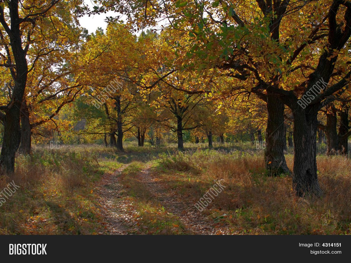 Дубы лес Рязань