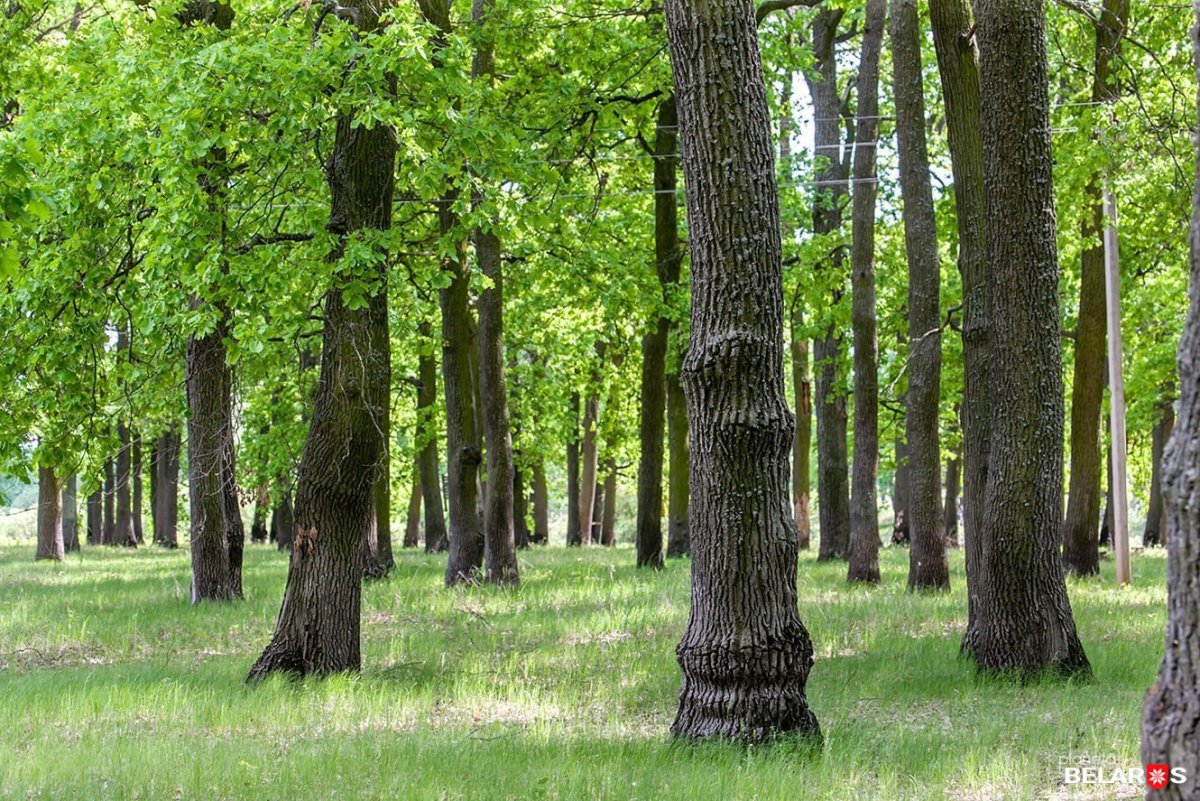 Дубрава Беларусь .лес