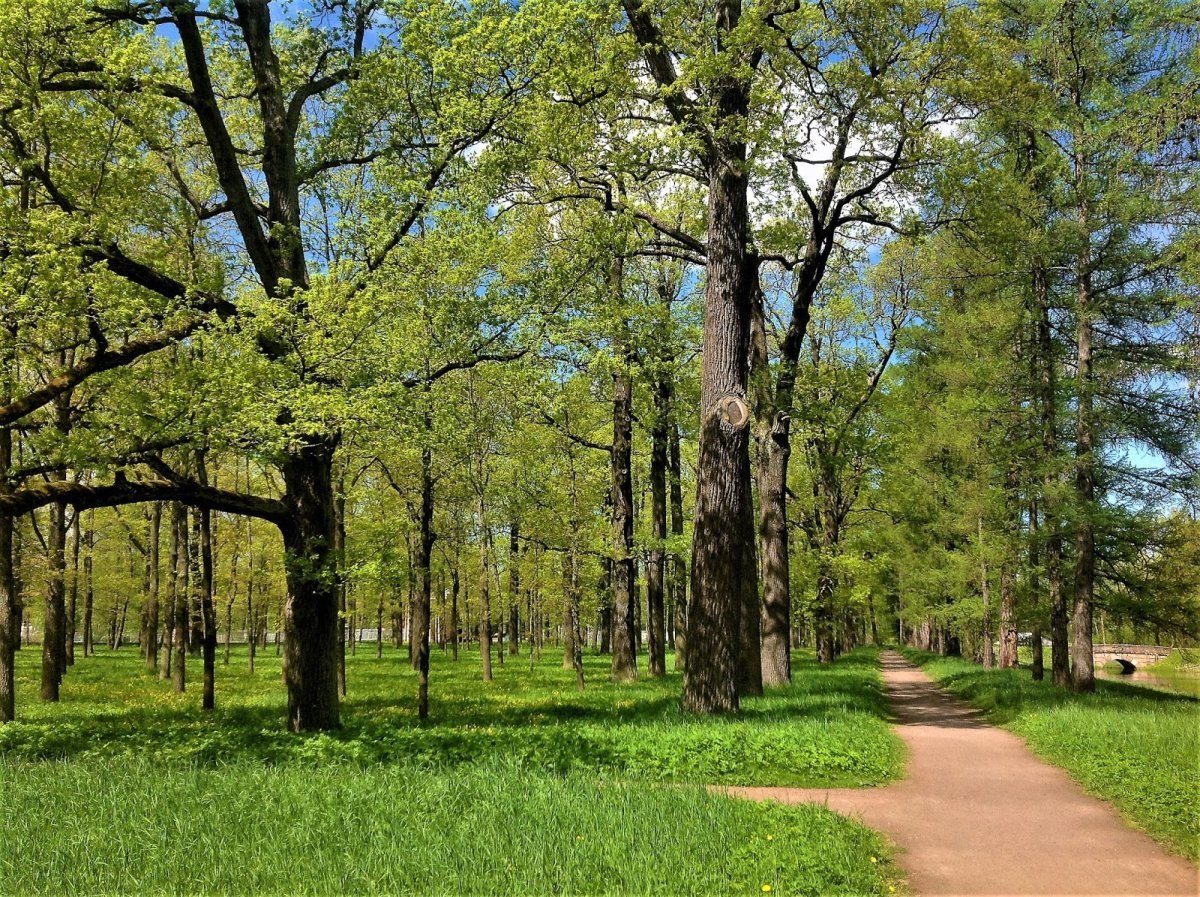 Сквер дубовая роща Самара