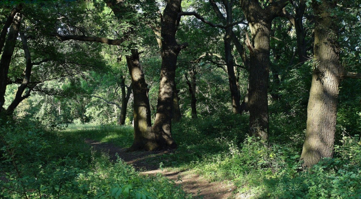 Дубовая роща Городовиковск