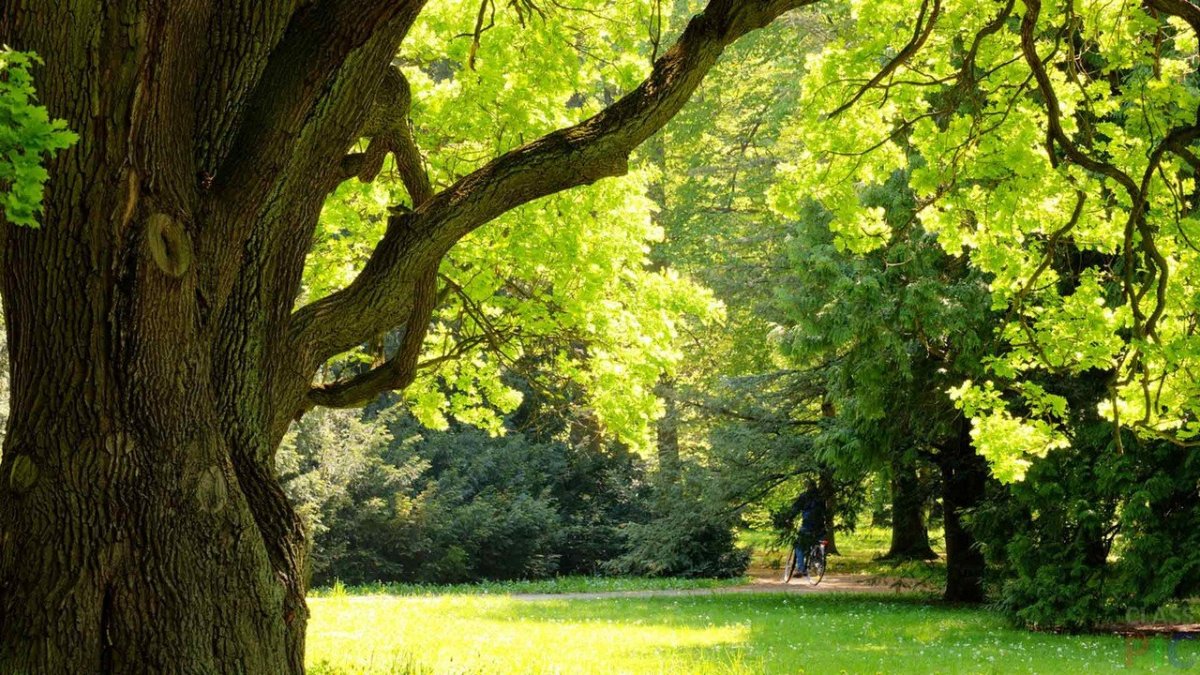 Дубовая роща на рабочий стол