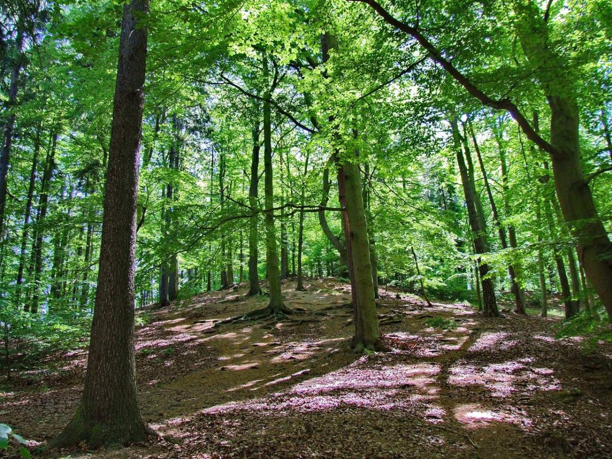 Грабово буковые леса