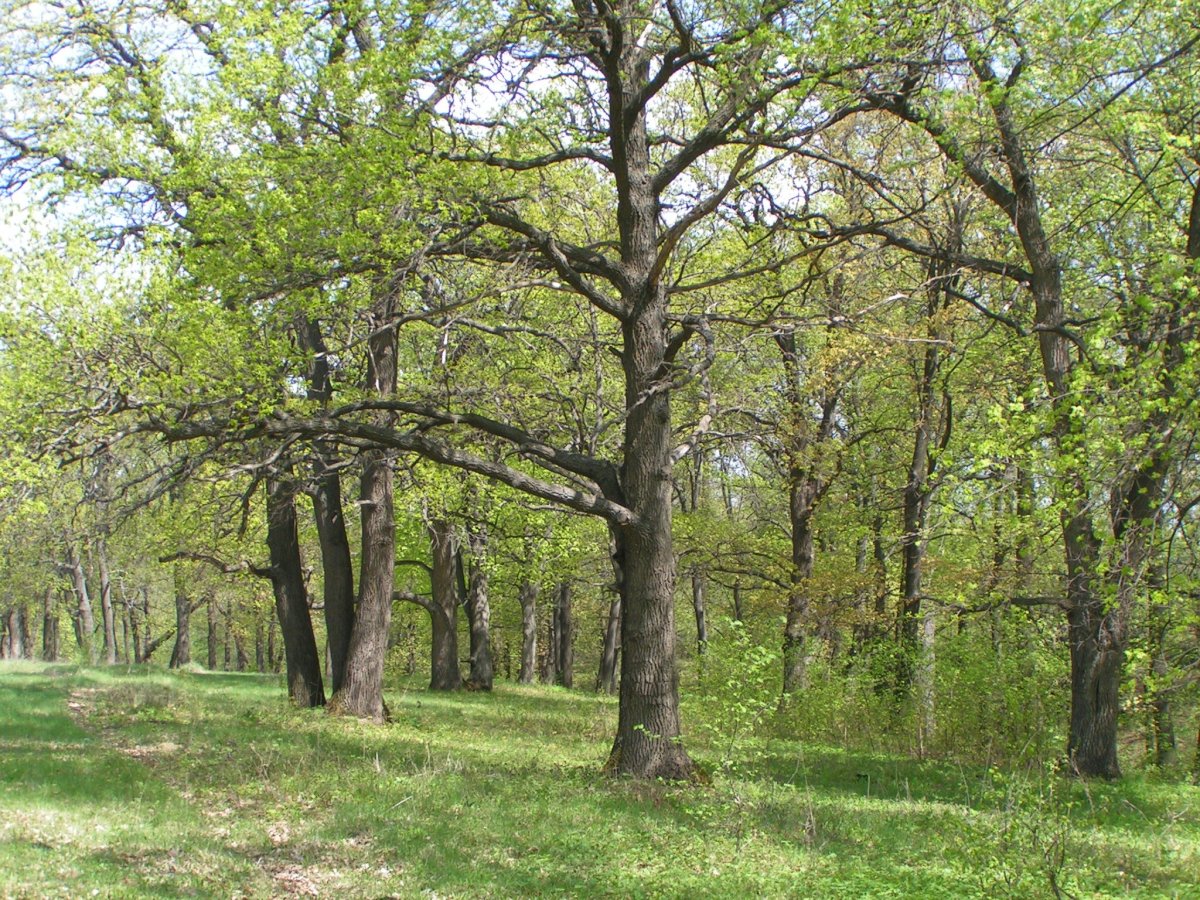 Вязовская вековая Дубрава в Татищевском районе