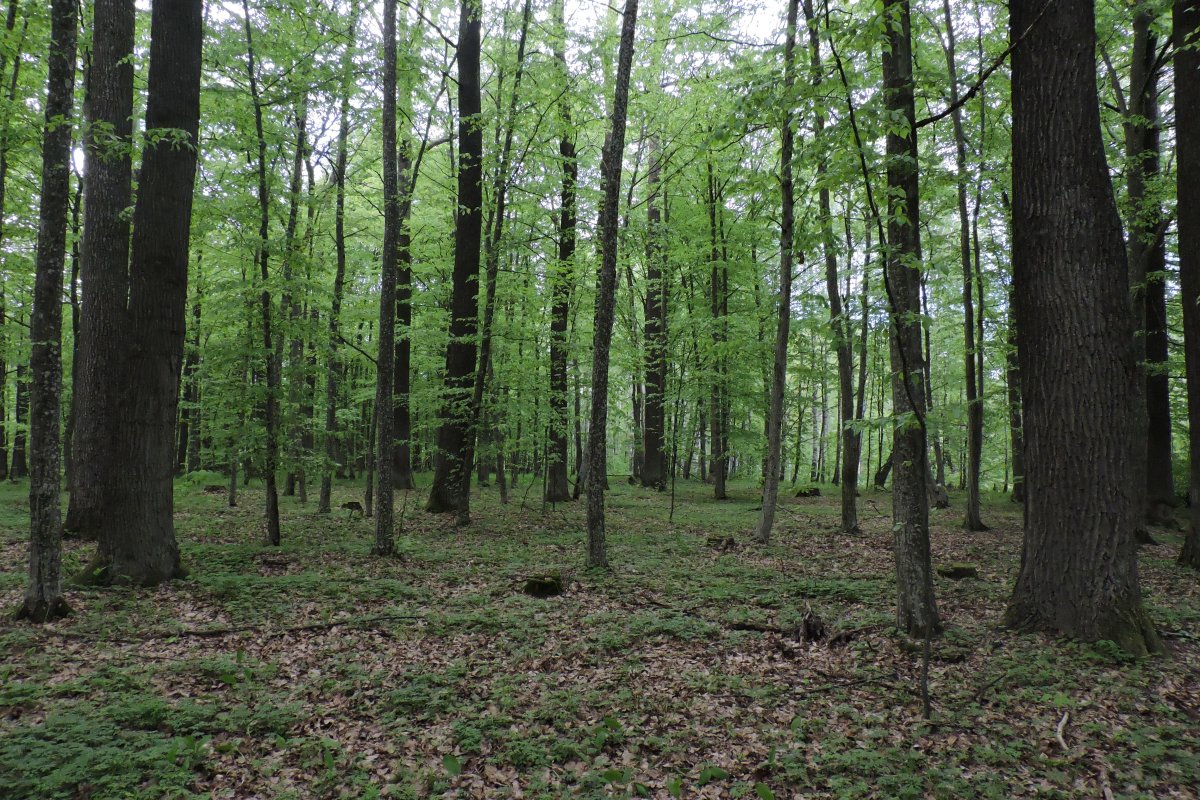Широколиственный лес Дубрава