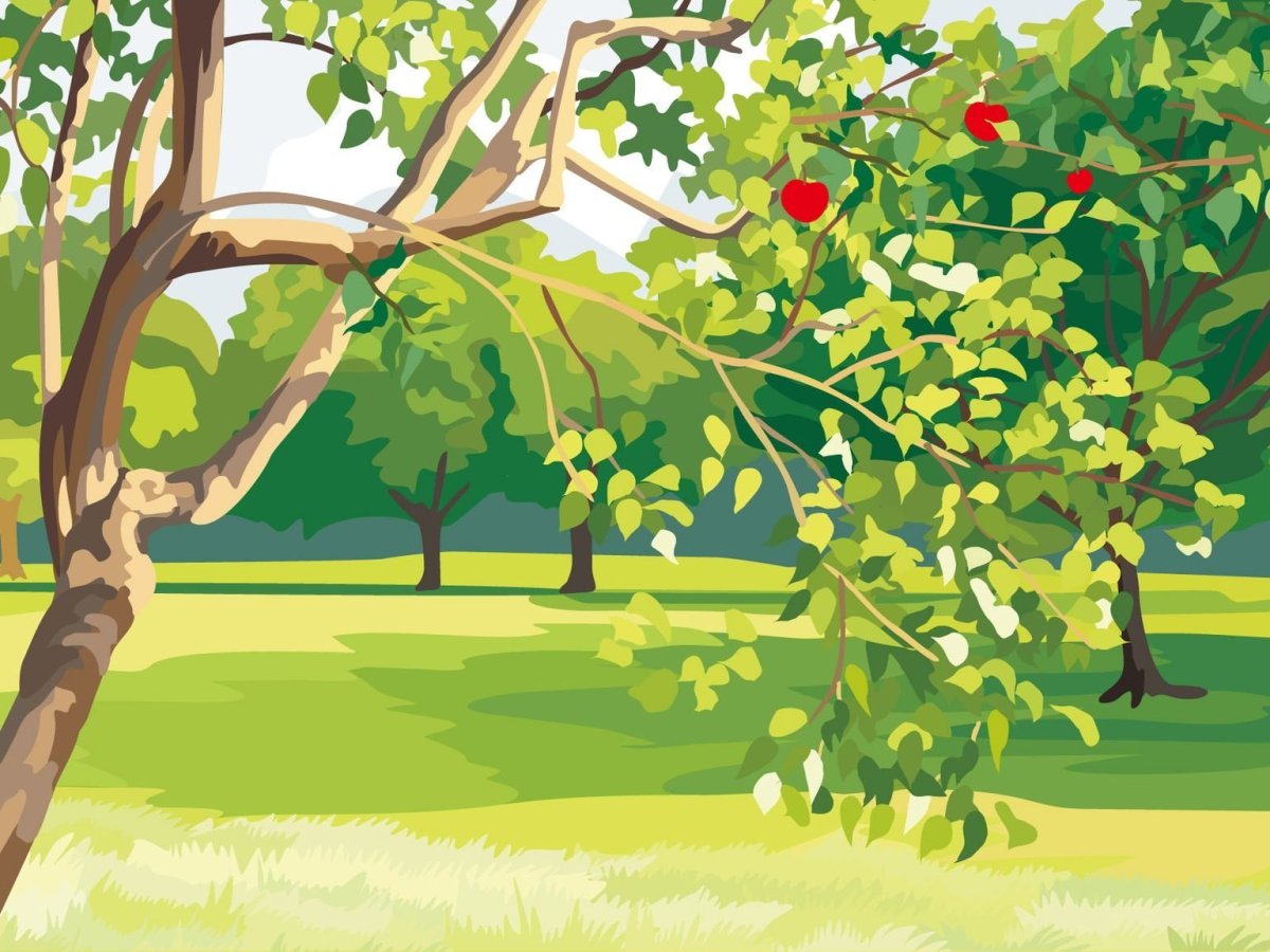 Плодовое дерево рисунок