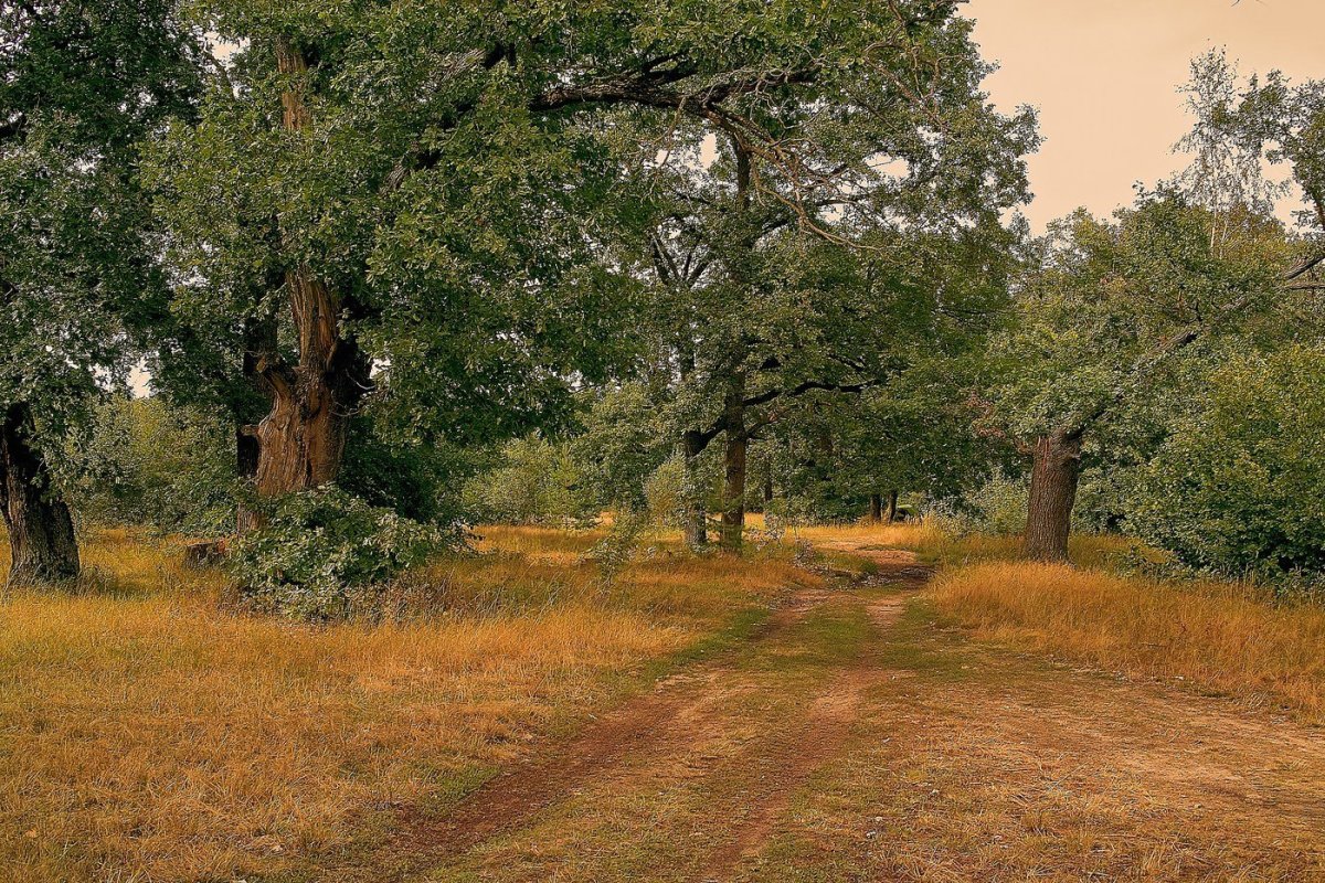 Дубовая роща Ижевка