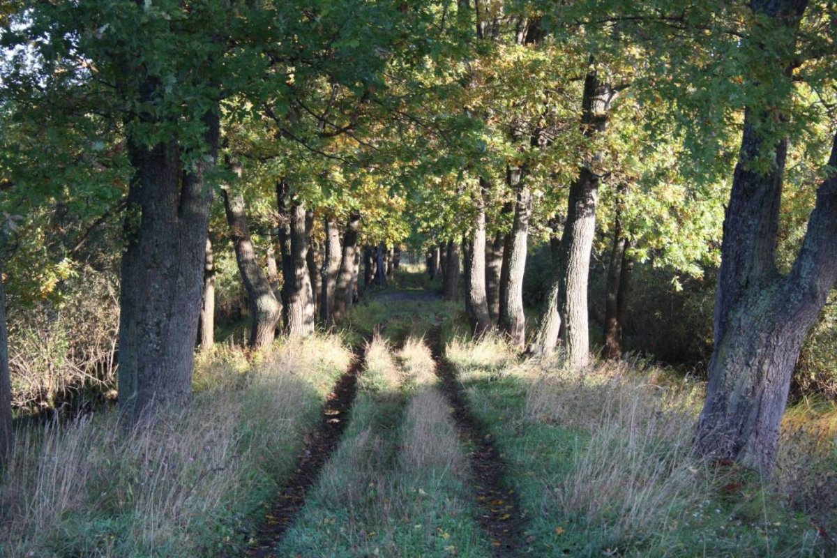 Герасимовская дубовая роща Самарская область