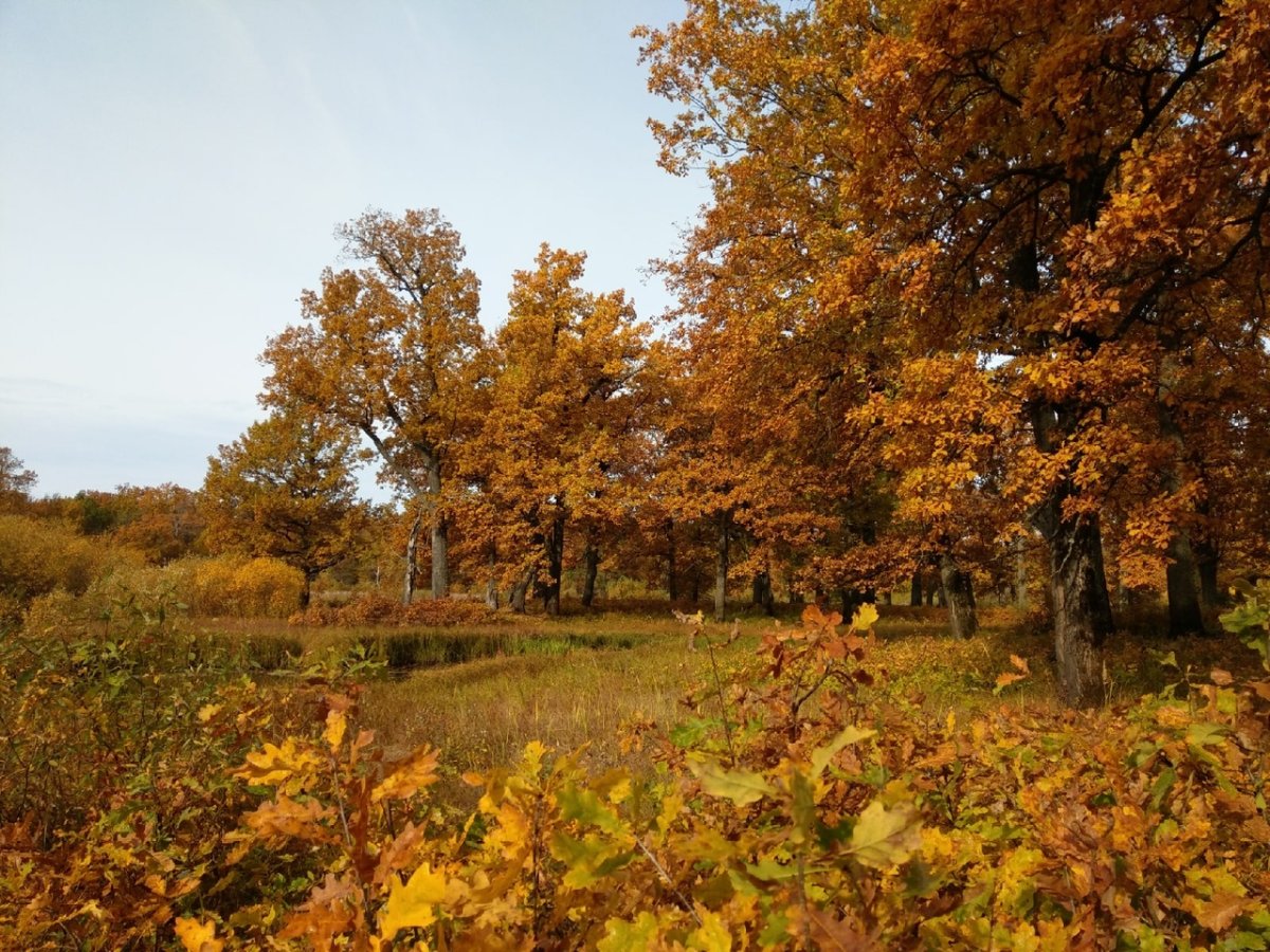 Йошкар Ола осень