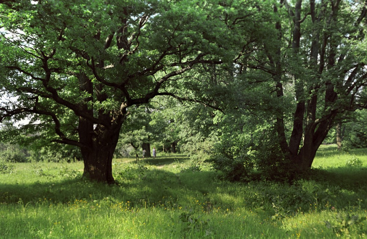Широколиственный лес Дубрава
