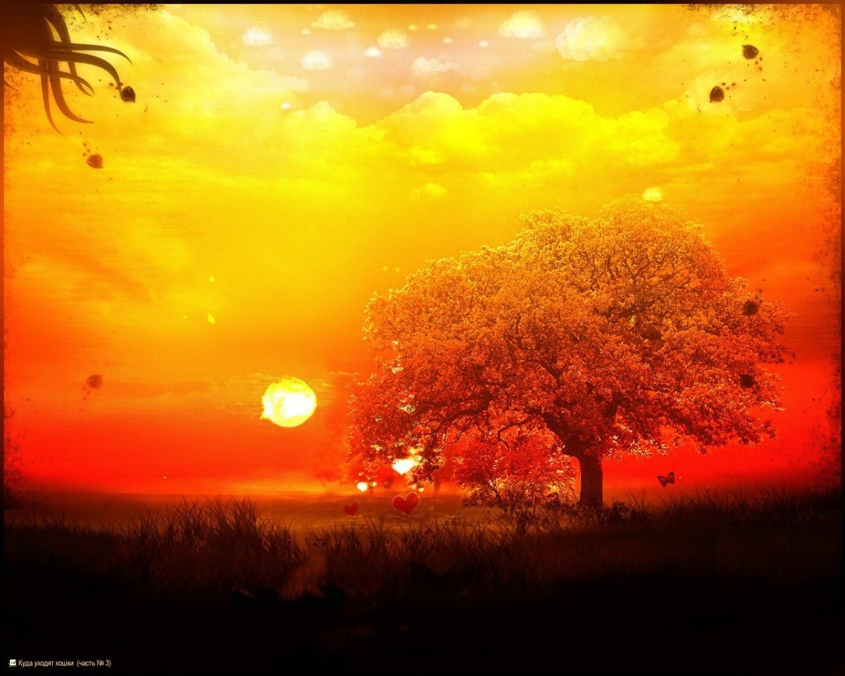 Трава и солнце