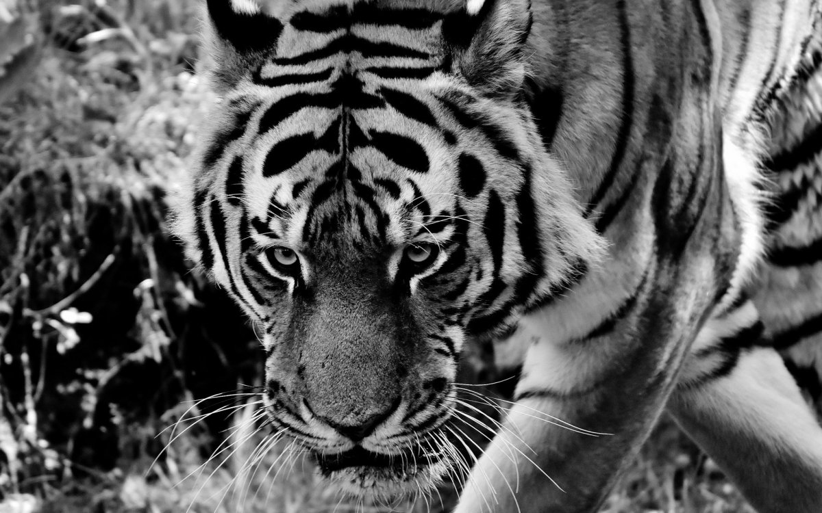 Черный тигр Кишан