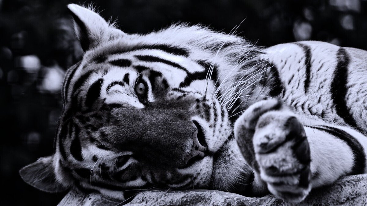 Тигр на рабочий стол