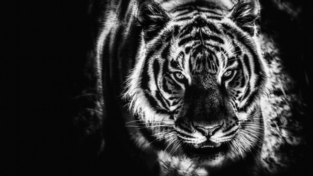 Тигр на черном фоне в хорошем качестве