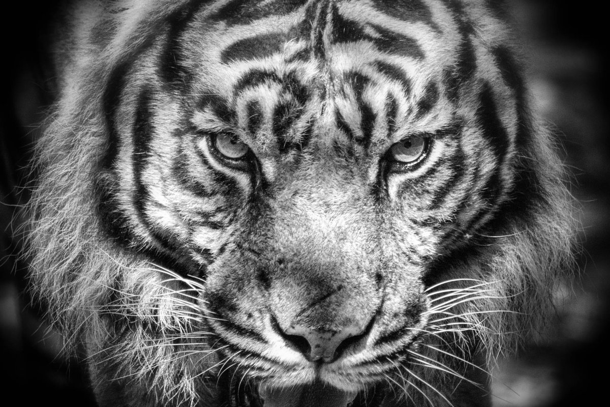 Тигр черно белый