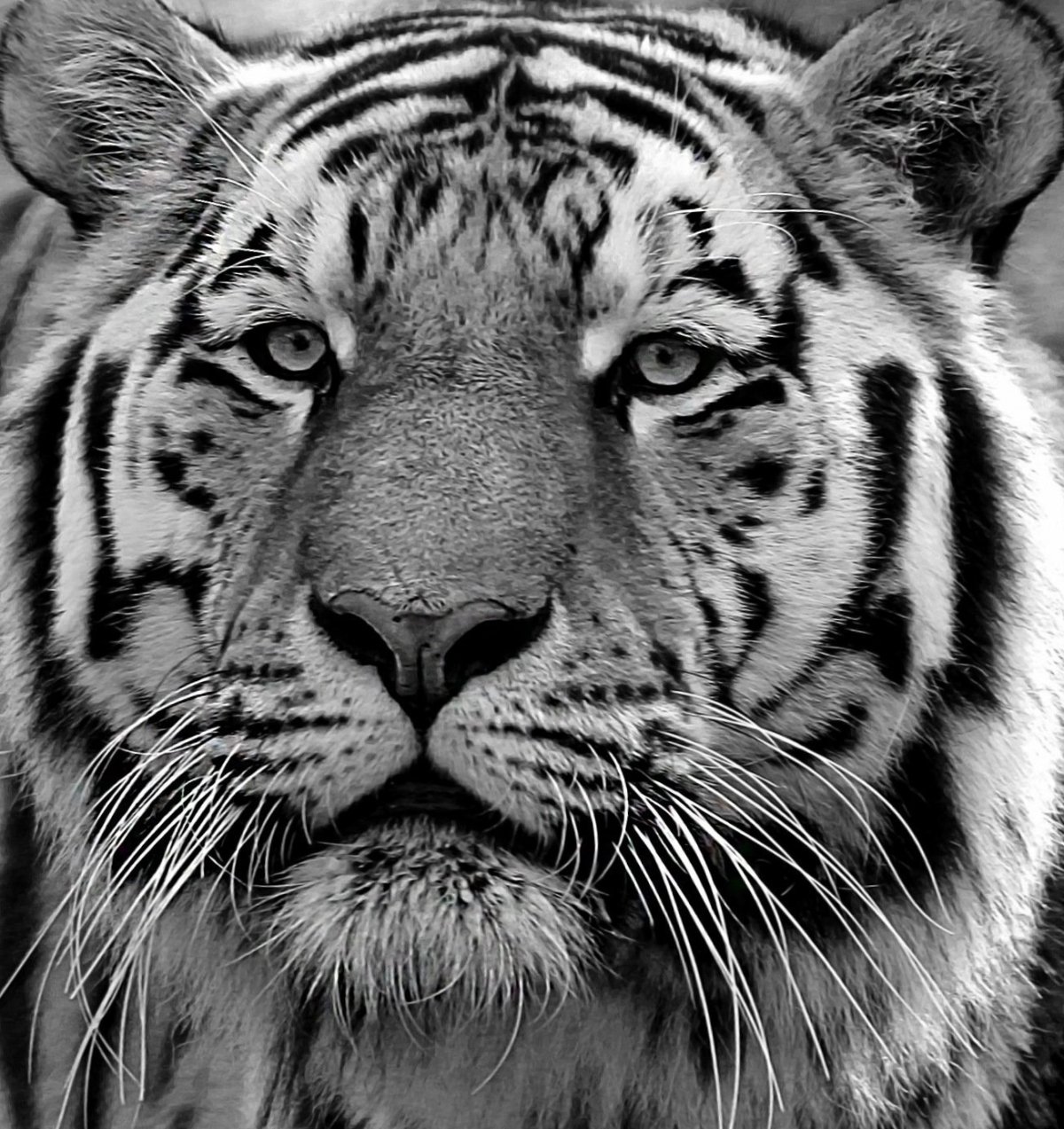 Тигр черно белый