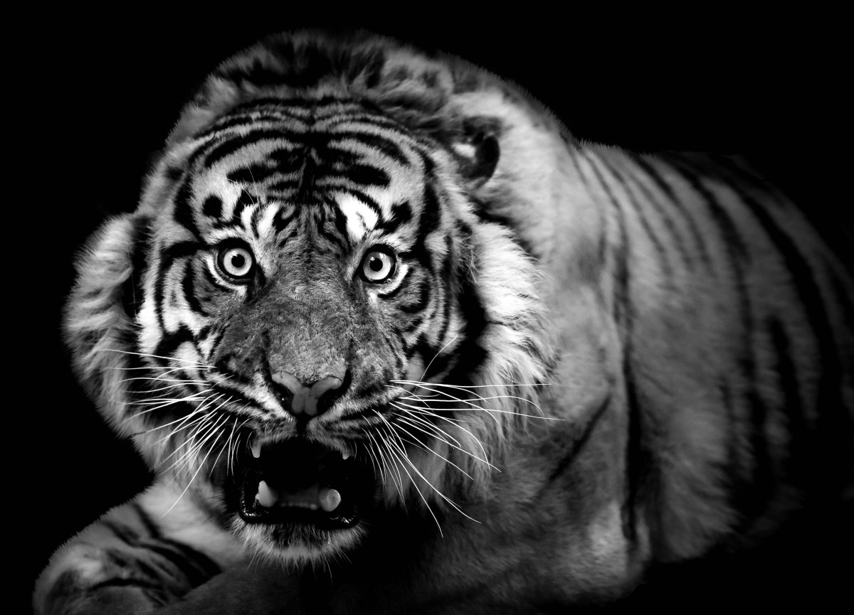 Красивые фото 1920 1080 Прайд чб