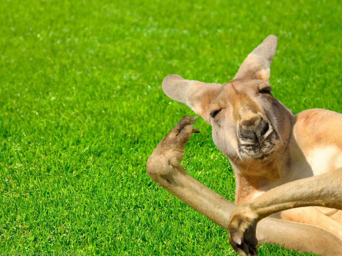 Смешная Австралия