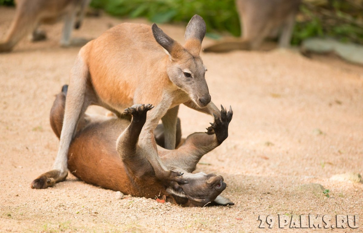 Как оплодотворяются кенгуру