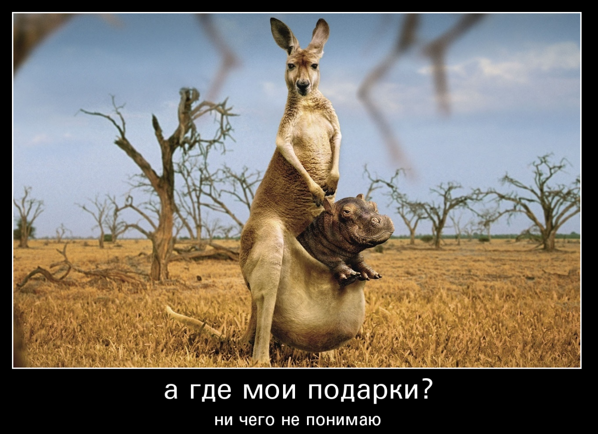 Битва кенгуру