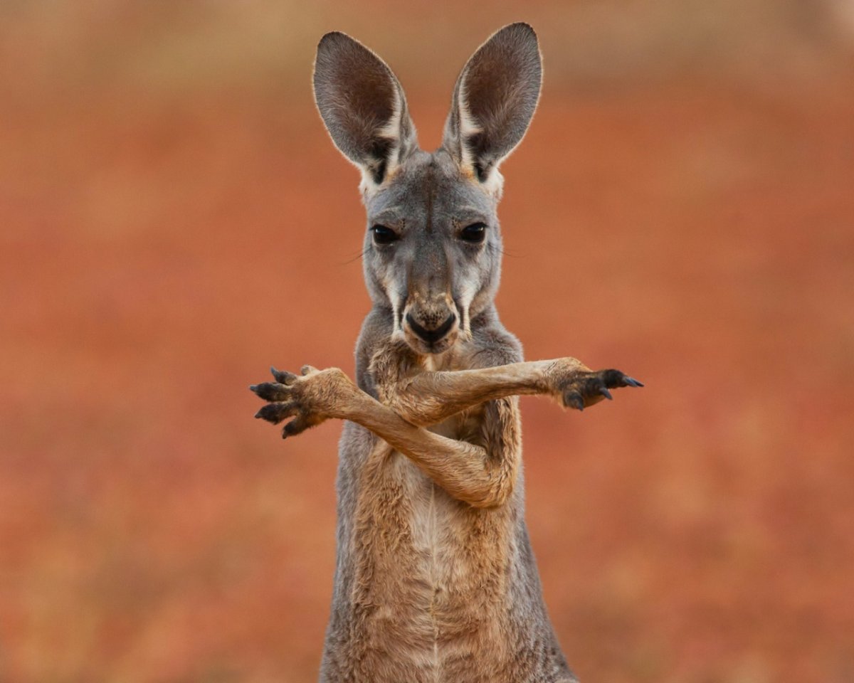 Милый кенгуру