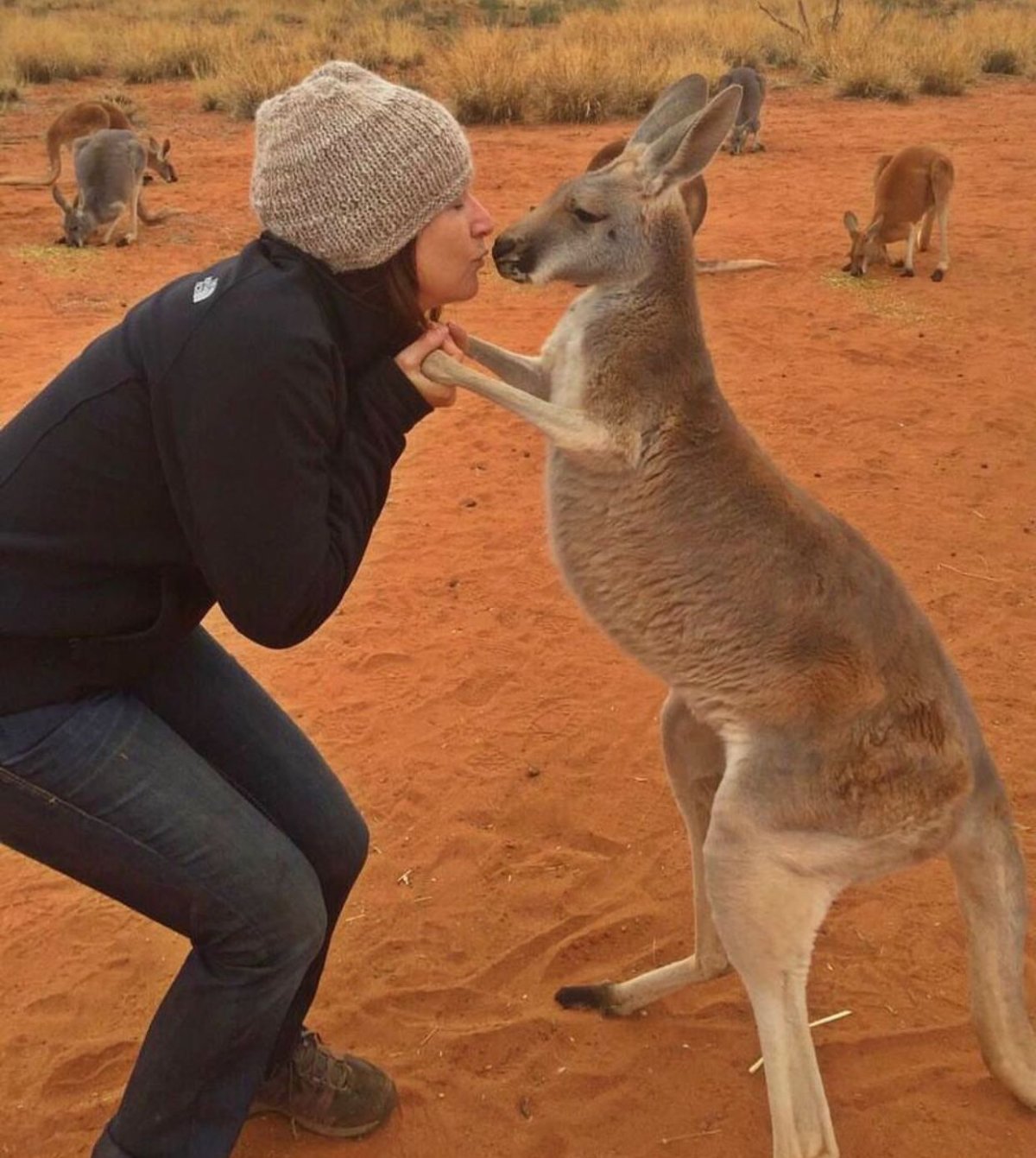 Кенгуру в природе