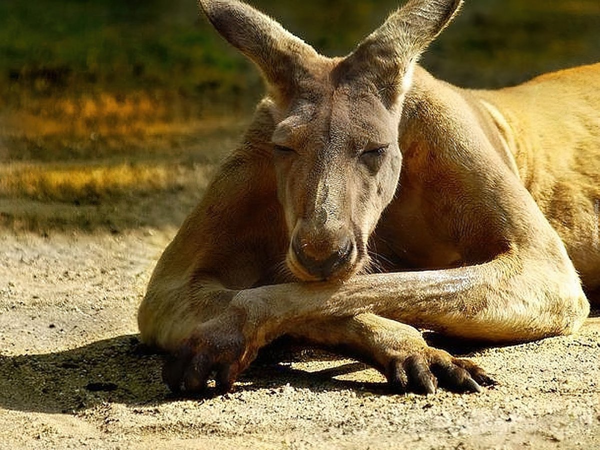Нос кенгуру