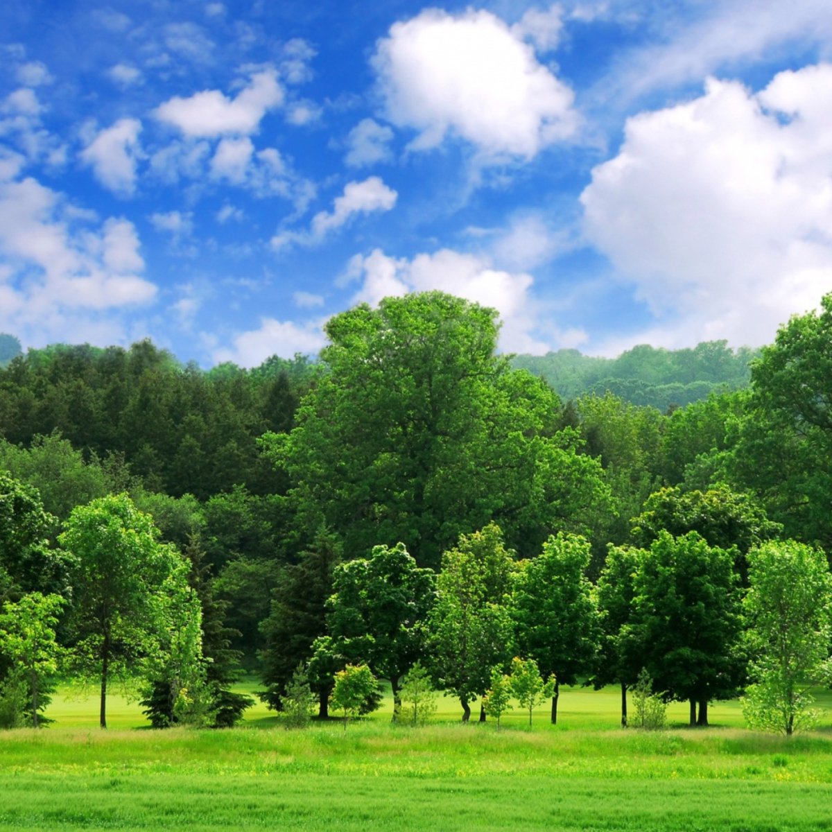 Деревья летом