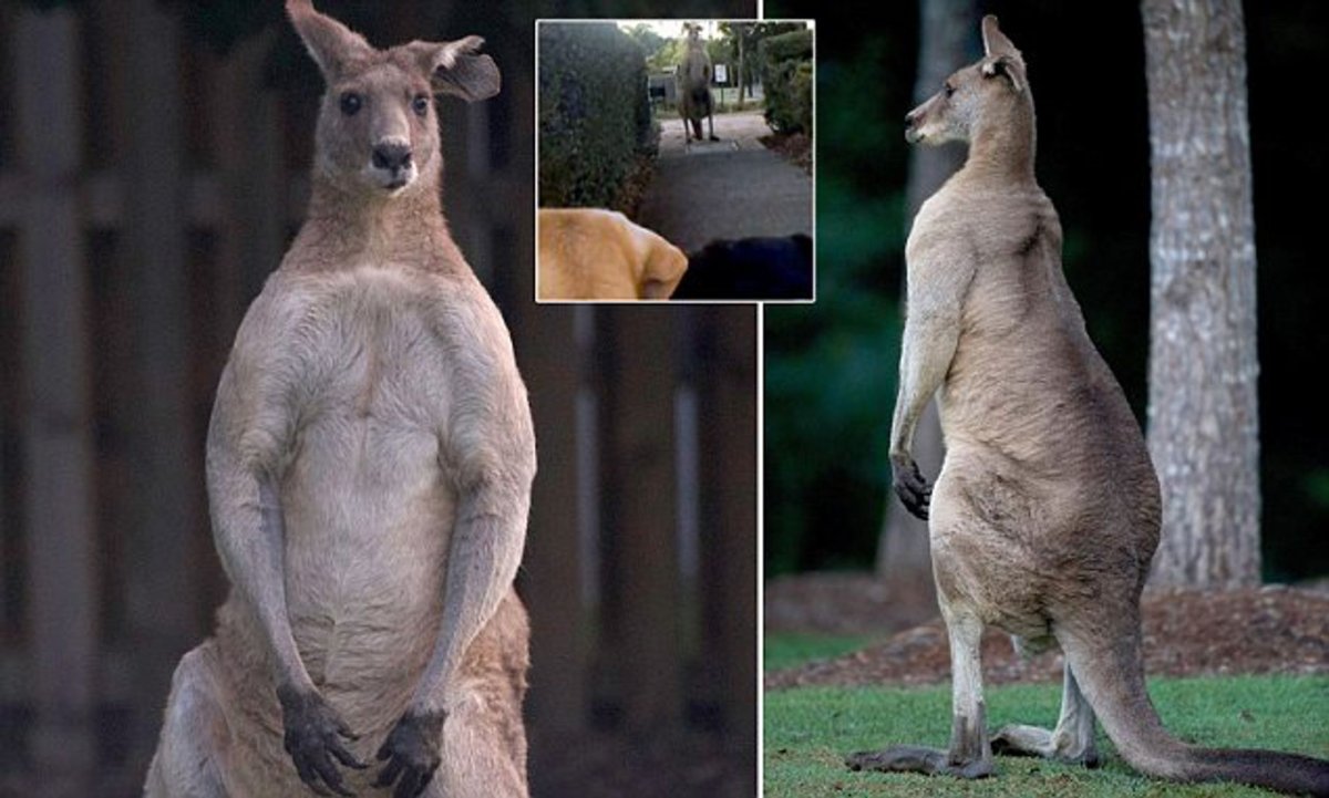 Квокка (короткохвостый кенгуру)