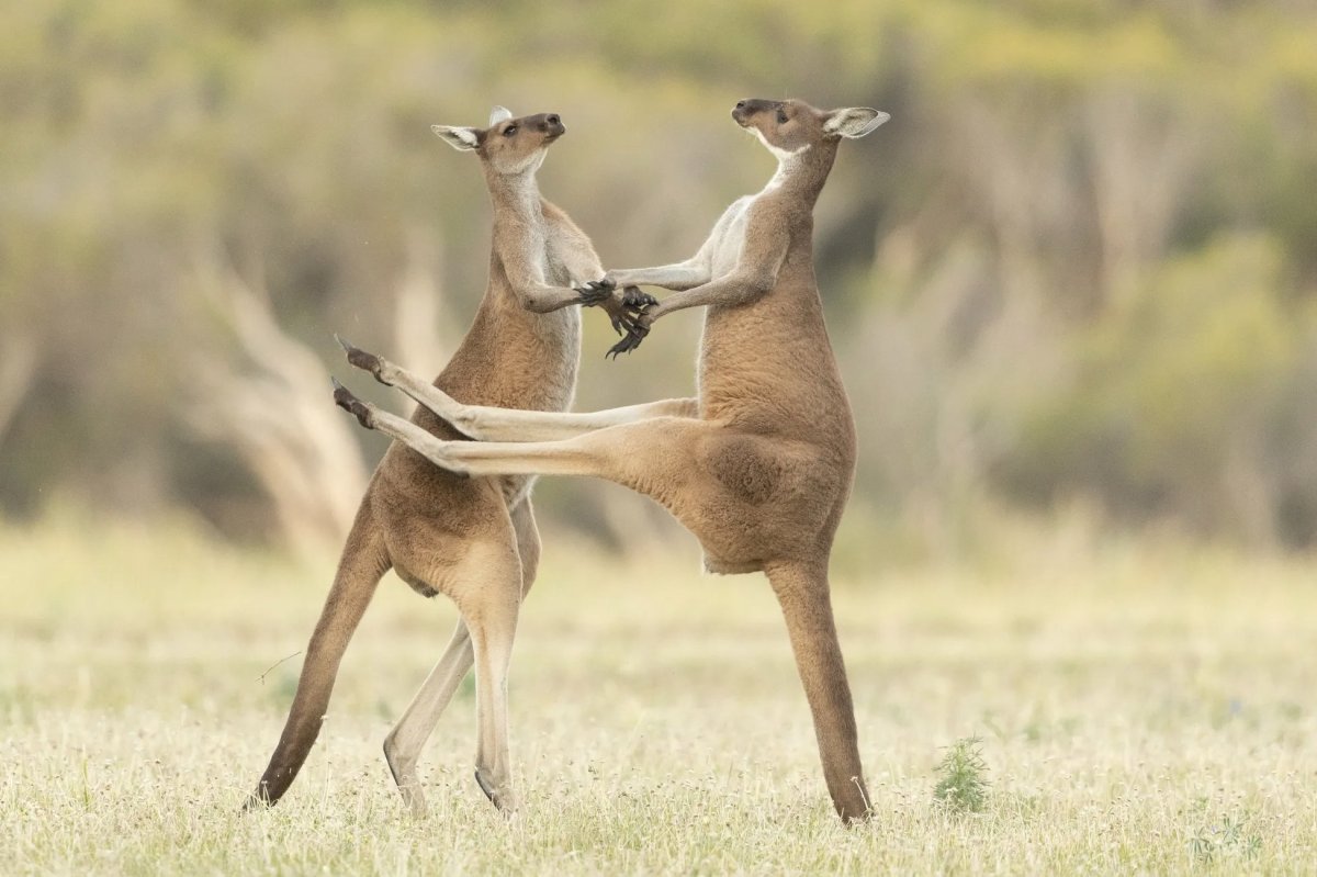 Comedy Wildlife Photography Awards 2021