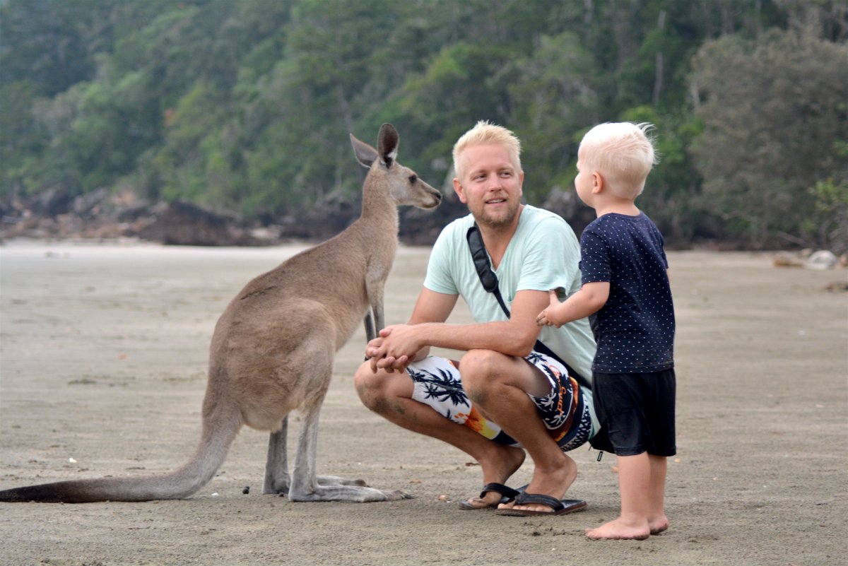 Кенгуру say hello