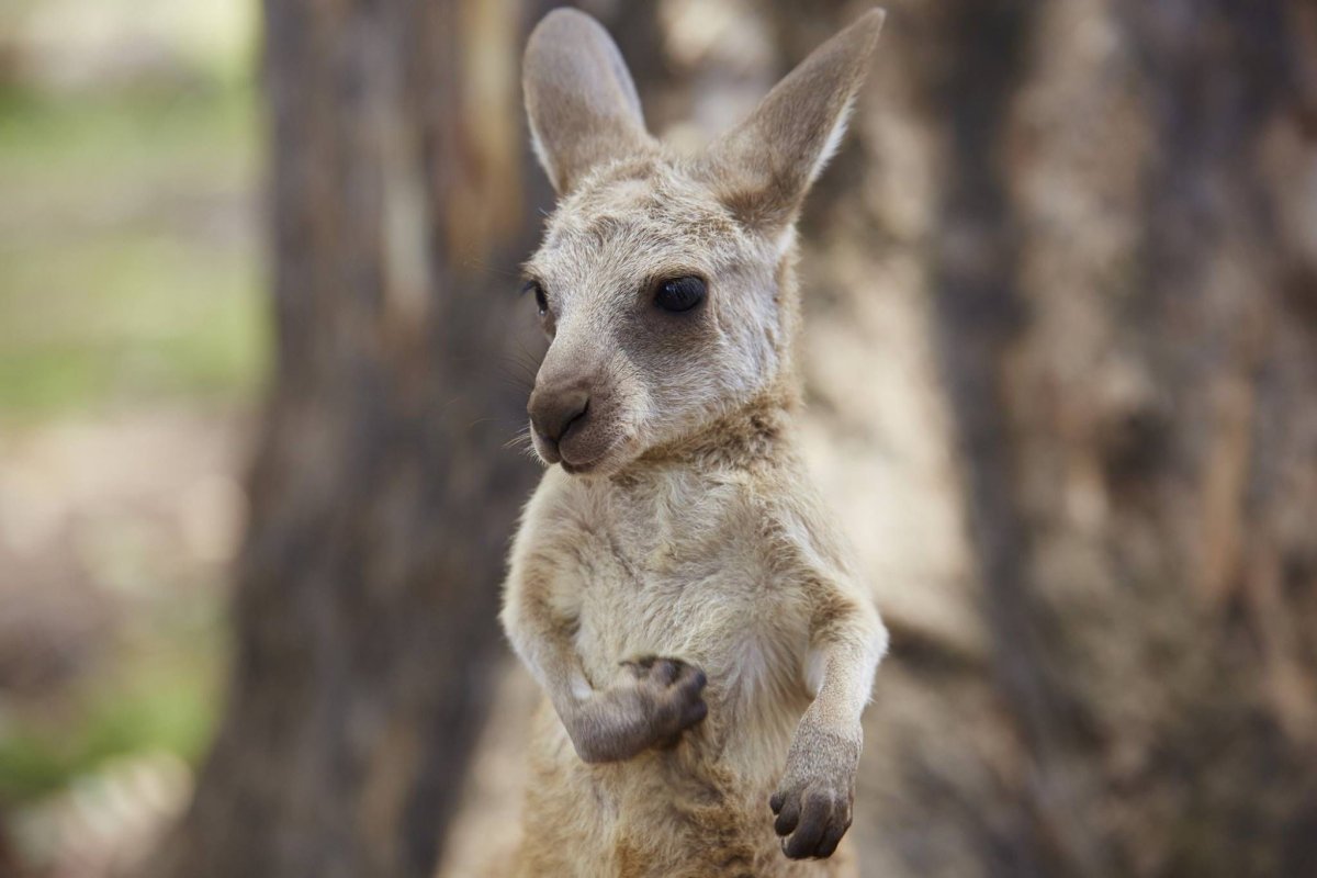 Кенгуру Эбигейл