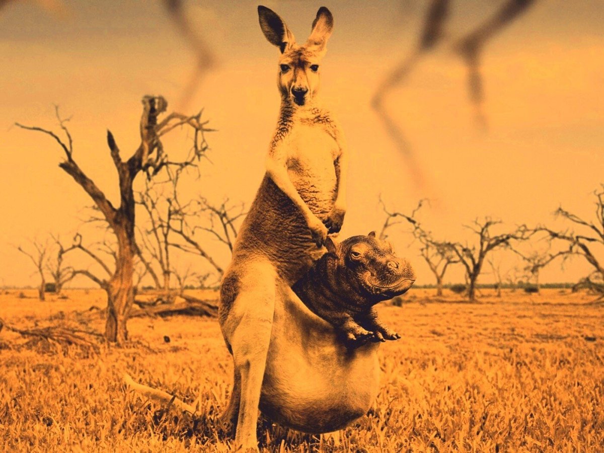 Кенгуру танцует