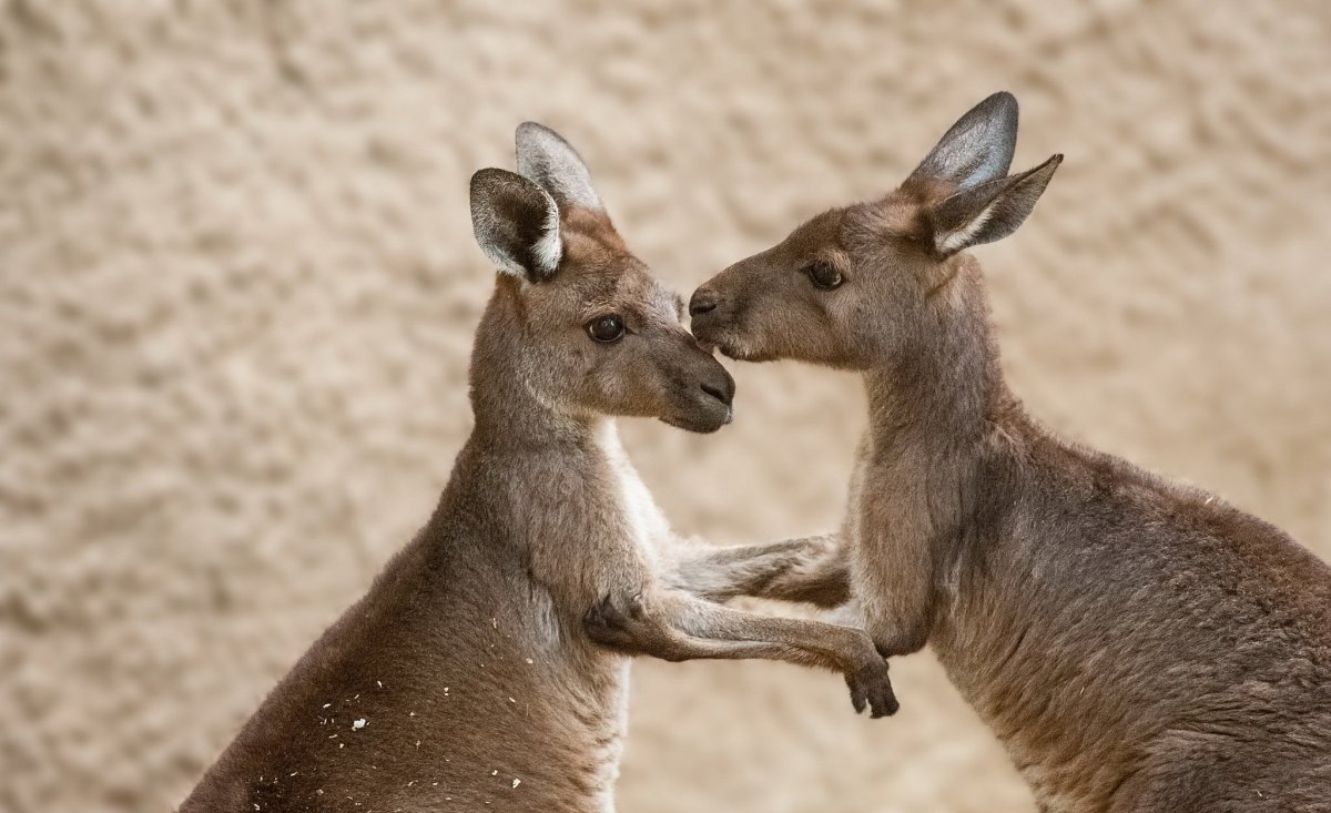Смешные кенгуру