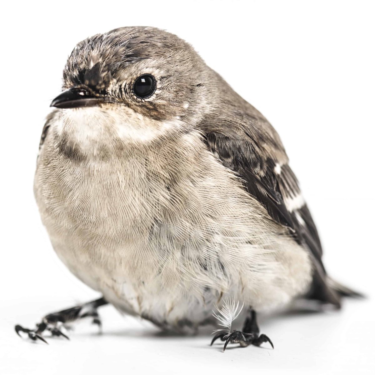 Серый Воробей