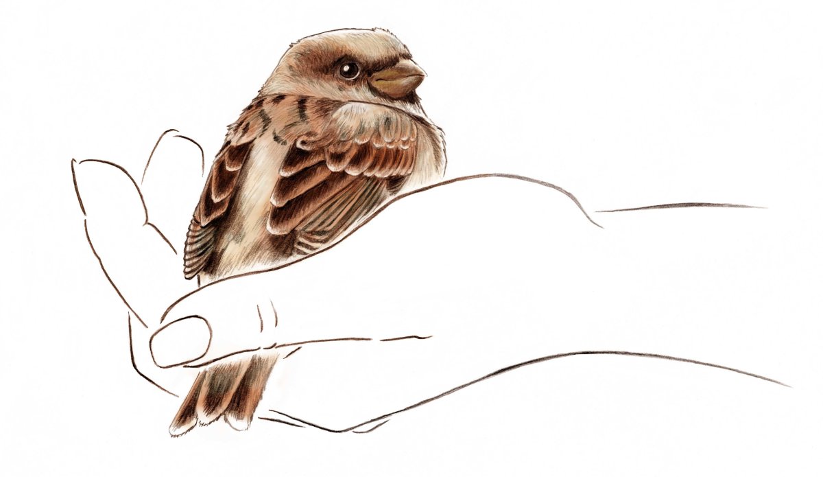 Птичка на руке рисунок