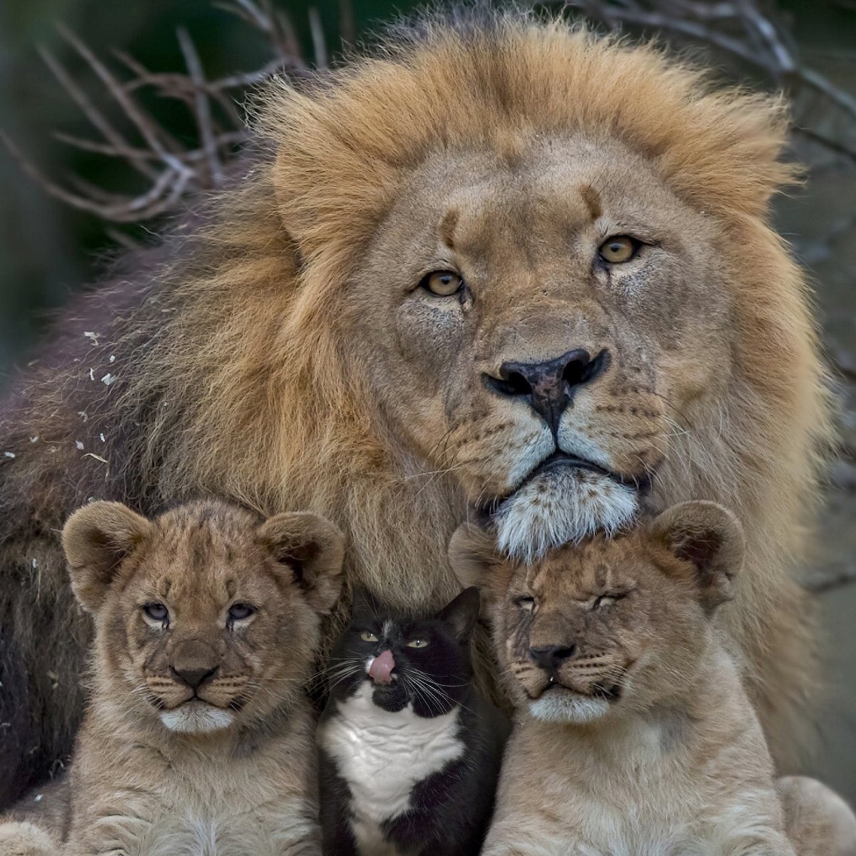 Семья Львов 4 Льва