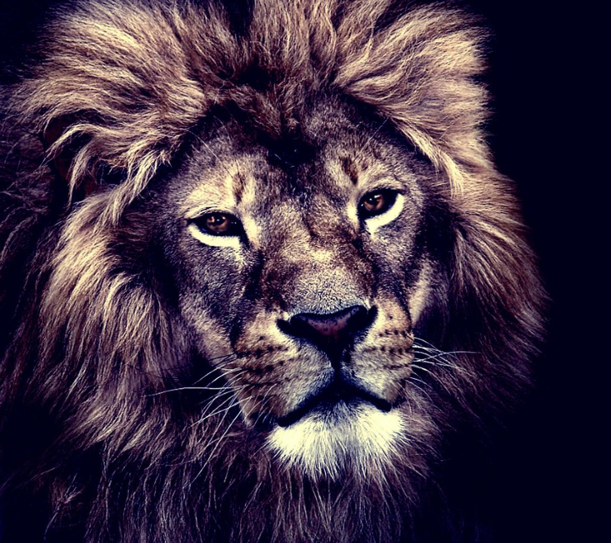 Обои на телефон Лев