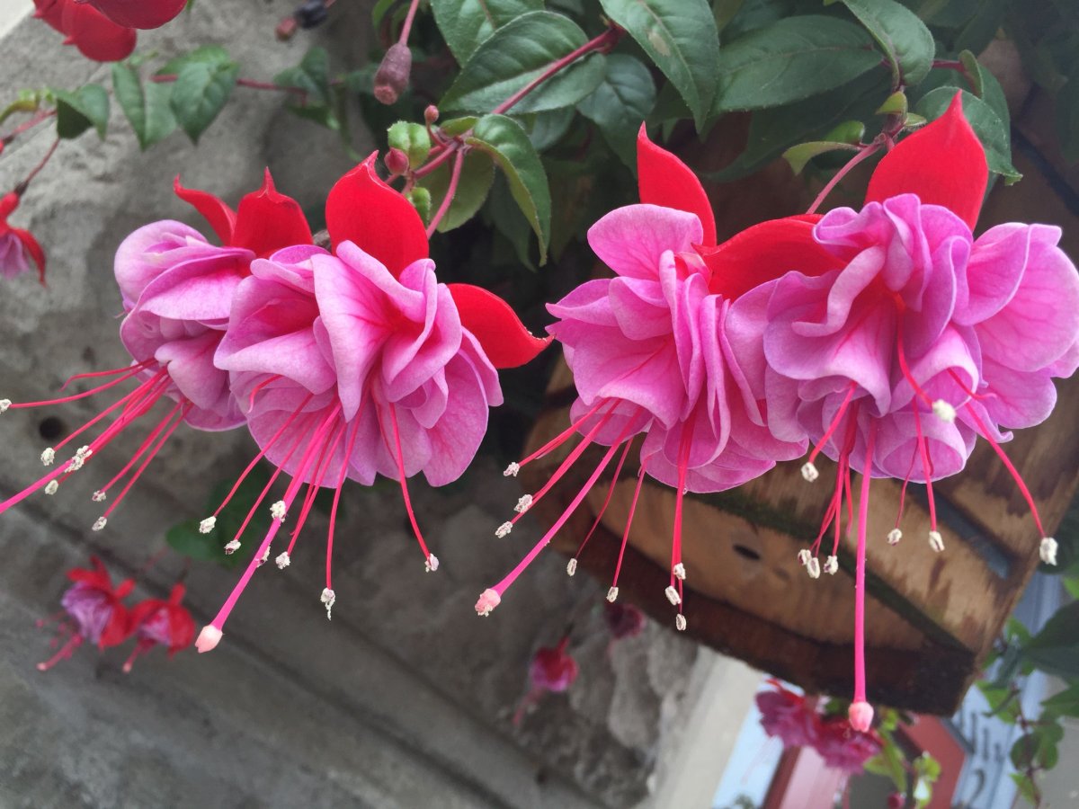 Фуксия mien van Oirschot