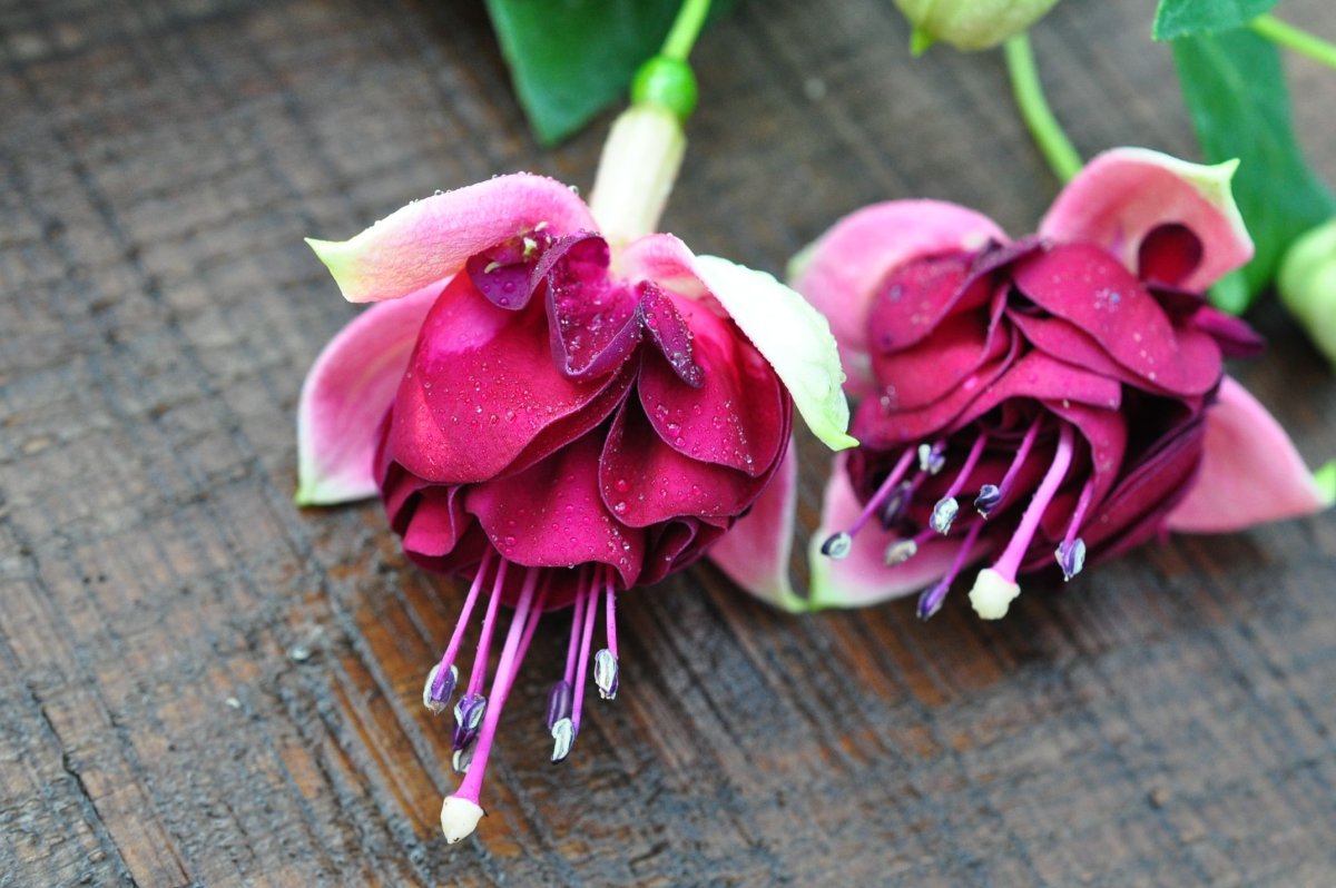 Фуксия promessa