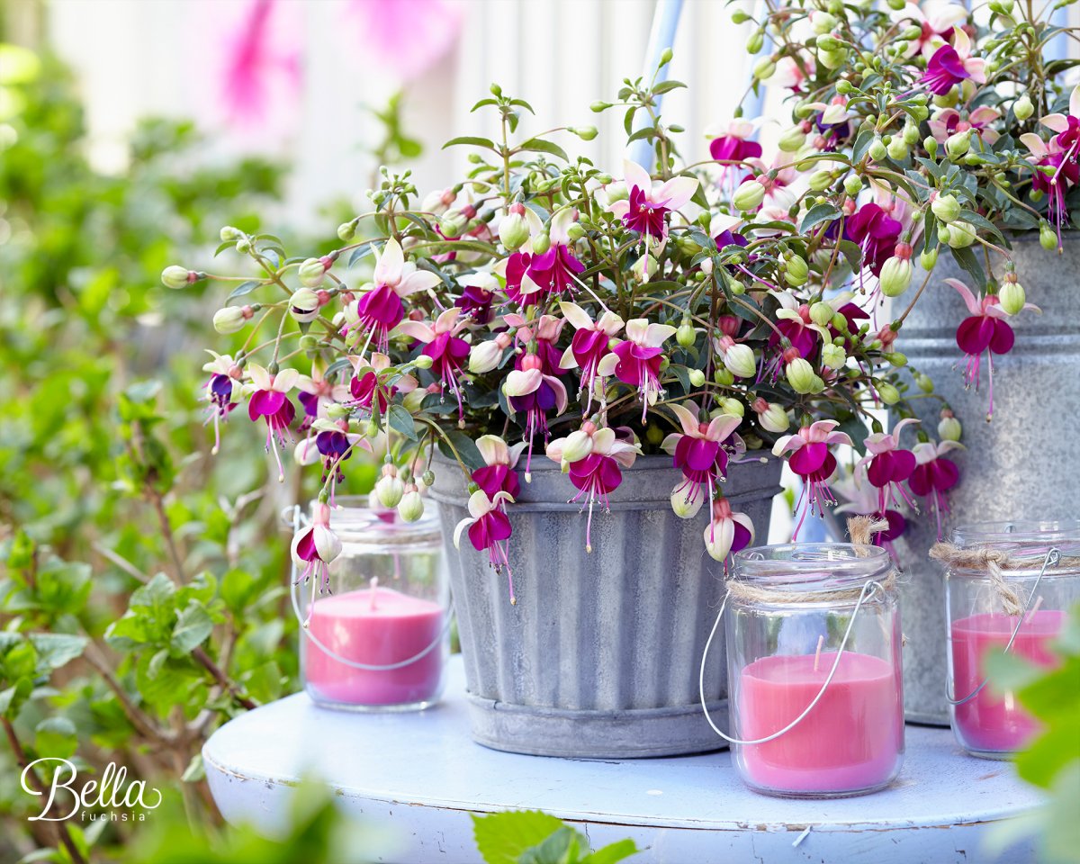 Розовые цветы для инстаграмма